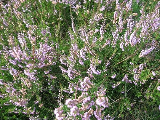 Heather