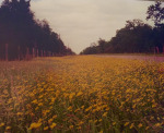 Field of Yellow
