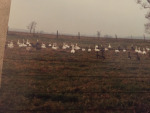 White Birds