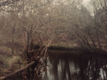 Through the bare trees