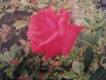 Roses are Red