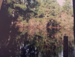 Reflections in the Pond