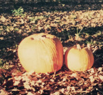 Fall Pumkins