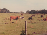 Cows in waiting