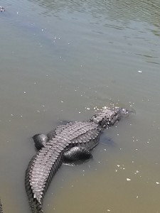 This alligator is like the one that used to visit our small lake in Port Charlotte. This photo was taken at Gatorama, Palmdale, Florida.