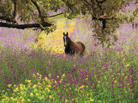  photo peter-walton-photography-thoroughbred-horse-among-wildflowers-in-the-chittering-valley-western-australia.jpg