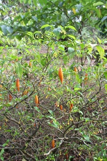 Tabernanthe_iboga_MS_4098