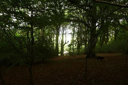 Dark Wood 1