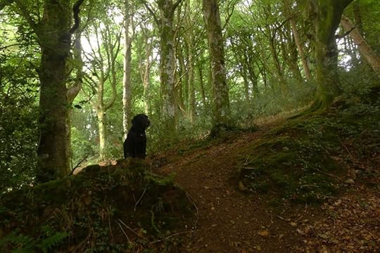 Dark Wood 2