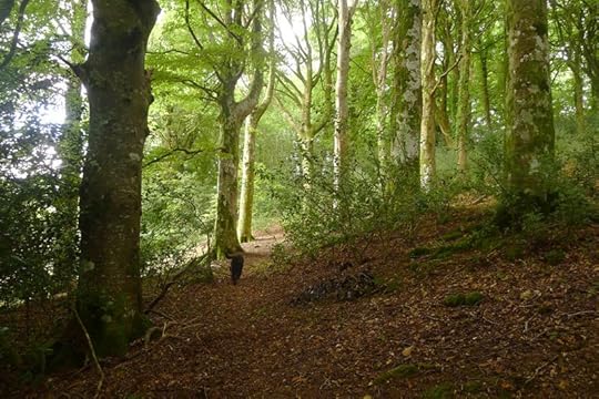 Dark Wood 3
