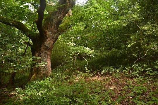 Dark Wood 5