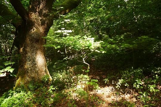 Dark Wood 6