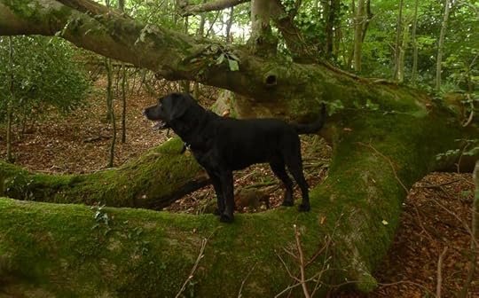 Dark Wood 8