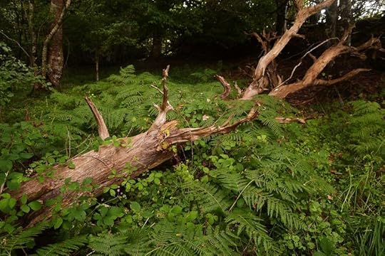 Dark Wood 9