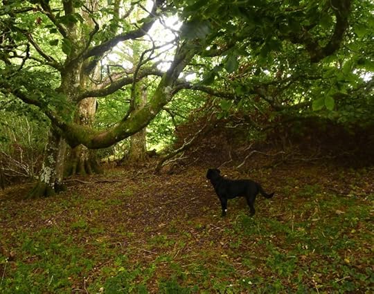 Dark Wood 10