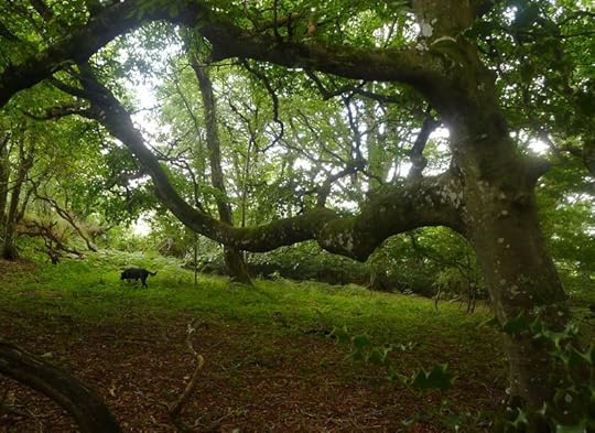 Dark Wood 11