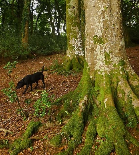Dark Wood 12
