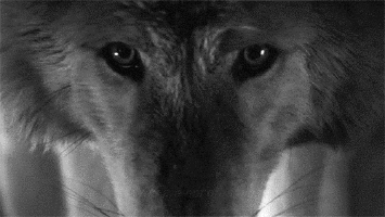 wolves of the moon // semi-advanced. - Characters : Completed ...