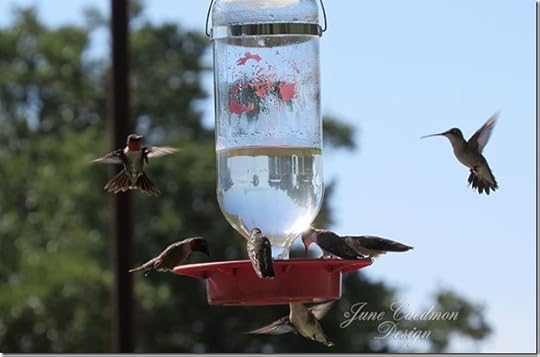 Ruby-throated_Hummingbirds6
