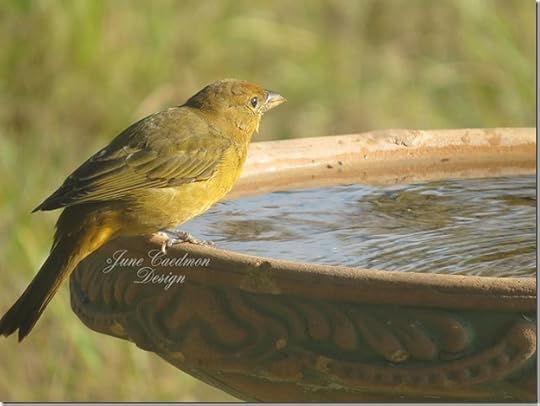 Baltimore_Oriole_Immature2