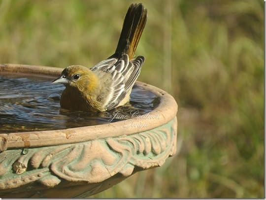 Baltimore_Oriole_Female