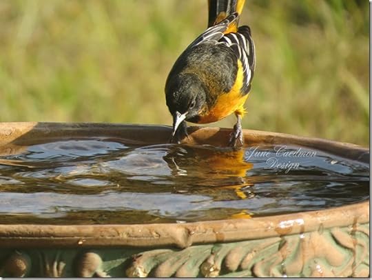 Baltimore_Oriole_Male