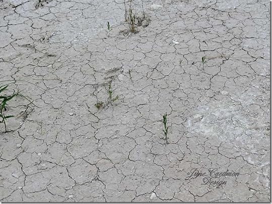 Cracked_earth