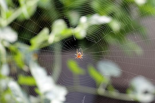 Spinne
