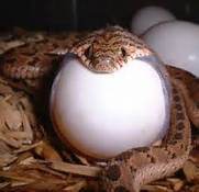 Better be careful gathering eggs in the future!