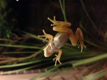 Frog 1