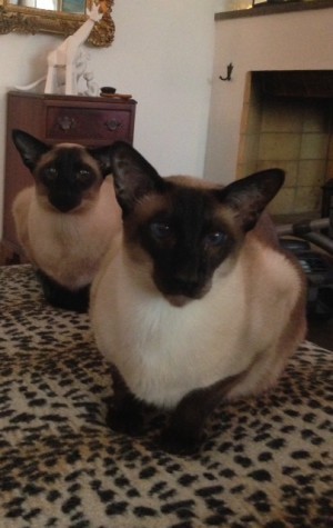 Katterna. De sitter så här. Stirrar FORDRANDE på mig. Här vill de nog ha mat.