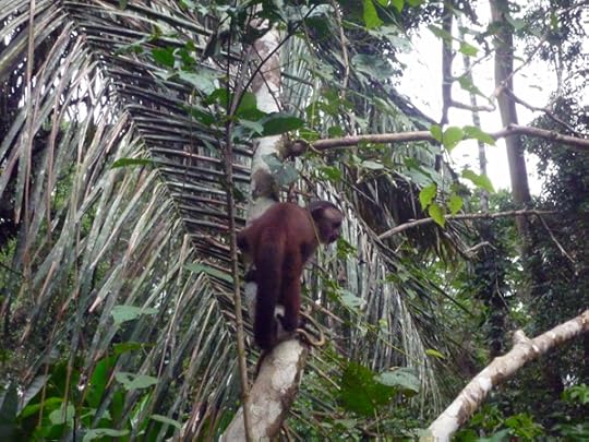 monkey4
