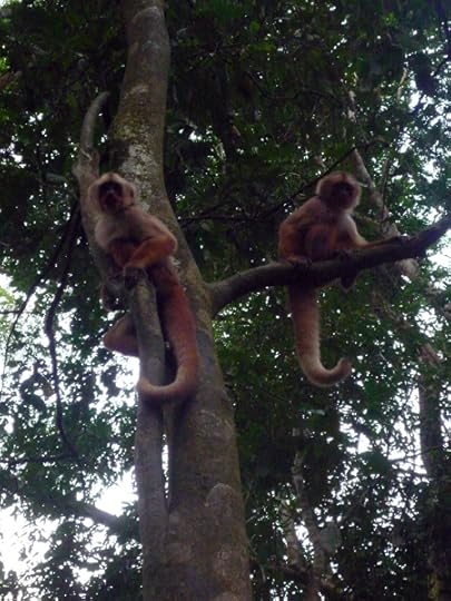 monkeys