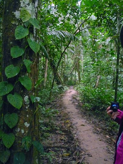 jungle