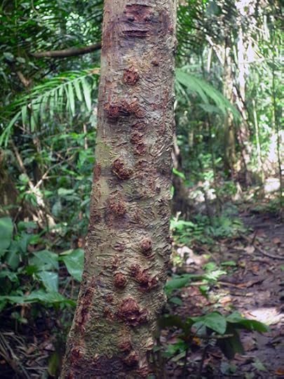 fire ant tree