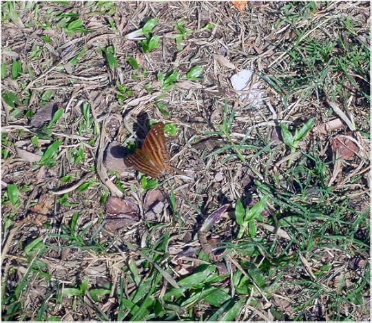 butterfly