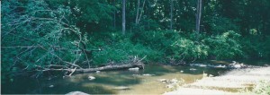 Saginaw 2000 1