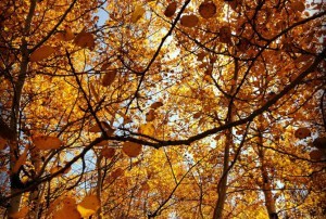 The very height of creation. 