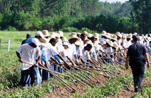 Prison Crops Dateline_Thre