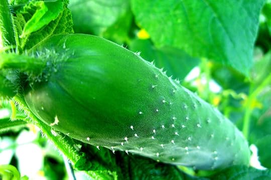 cucumber
