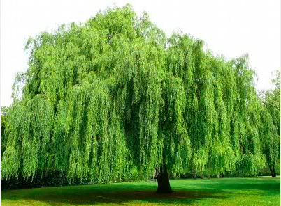 image courtesy of photo bucket.com