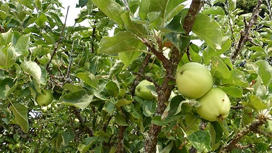 apple trees