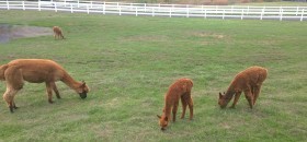 alpacas92015