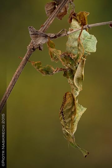 A female ghost mantis (Phyllocrania paradoxa) – these insects are such superb mimimcs of dry vegetation that it is often difficult to tell which part belongs to the plant and which to the insect.