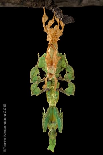 A molting ghost mantis.