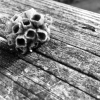 barnacles bw