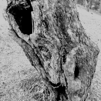 gnarled apple bw