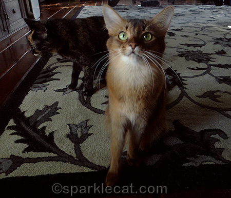 There is not enough space in this photo shoot for two cats!