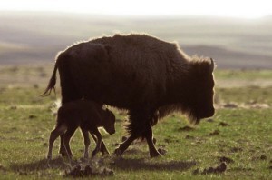 Bonny-Fleming-Buffalo-5-8-13-2_fitbox_600x600