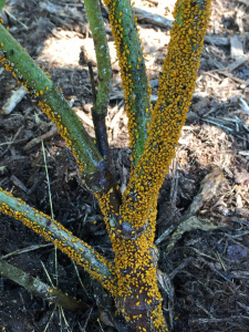 Aphids